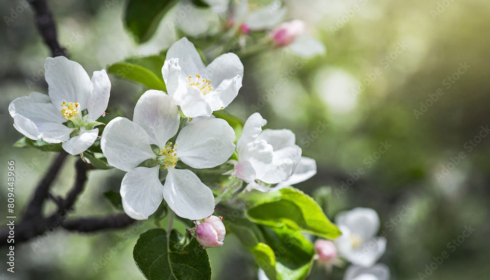 Beautiful spring natural background with apple tree flowers close-up Beautiful spring natural background with apple tree flowers close-up