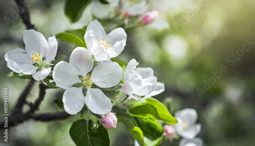 Beautiful spring natural background with apple tree flowers close-up