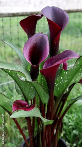 A captivating slow-motion reveal of a pristine red Calla Lily flower, unfurling its elegant petals with delicate grace.