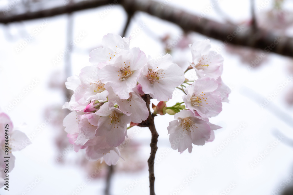 Fototapeta premium Cherry Blossom, Sakura in Spring in Taiwan