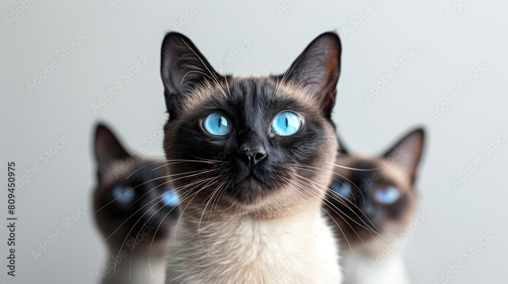  Siamese cats sitting gracefully against a clean white backdrop. Generative AI
