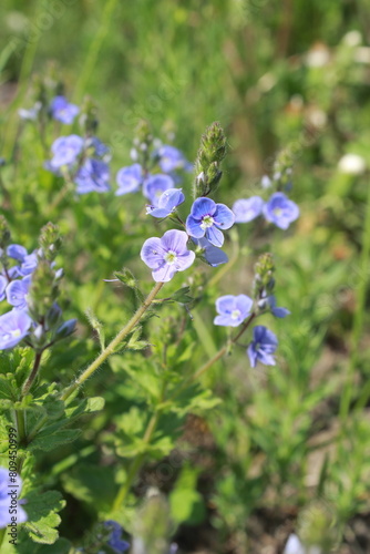 Many light blue Veronica oak flowers as flowercarpet blossoms in the meadow on summer day close up view