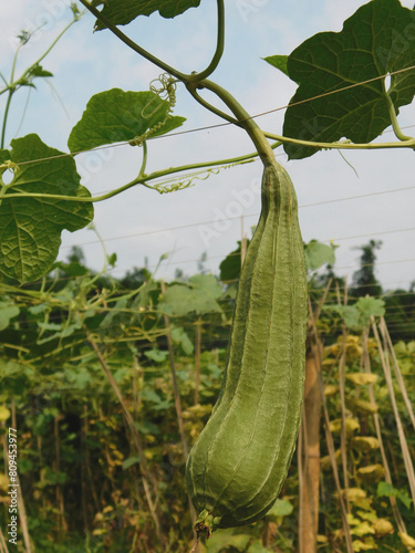 Obraz na plátně Angled loofah, Angled Gourd (Luffa acutangula (L