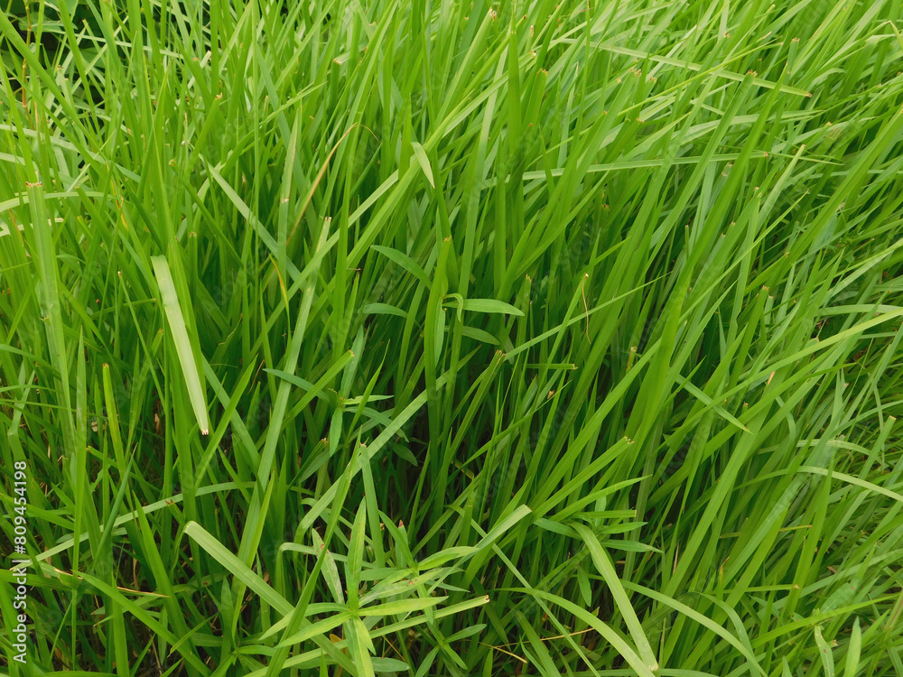 Noise and blurry, the beauty of grass plants, with a bright green color, suitable for use as a wallpaper or background image Noise and blurry, the beauty of grass plants, with a bright green color, suitable for use as a wallpaper or background image