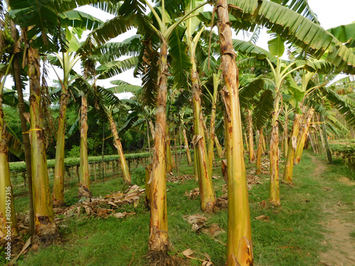 Banana tree plantation in nature with daylight  row of align Banana tree.