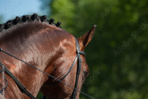 close crop of horses neck and head with braided mane of  button braids for horse show competition horse wearing leather english bridle well turned out equine for equestrian competition athletic horse 