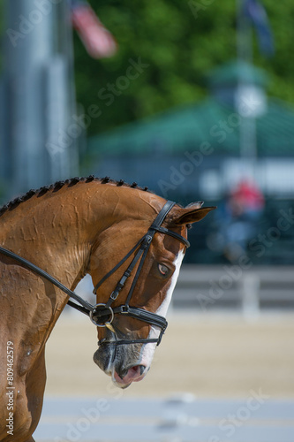 bay dressage horse with braided mane in dressage competition ring horse with white blaze facial marking horse on the bit wearing leather bridle  vertical equine image  room for type athletic fit horse