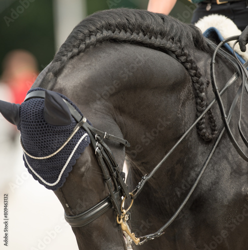 horse head close crop of continuous braid  running braid on horse dressage competition horse head shot horse wearing double bridle with ear cover