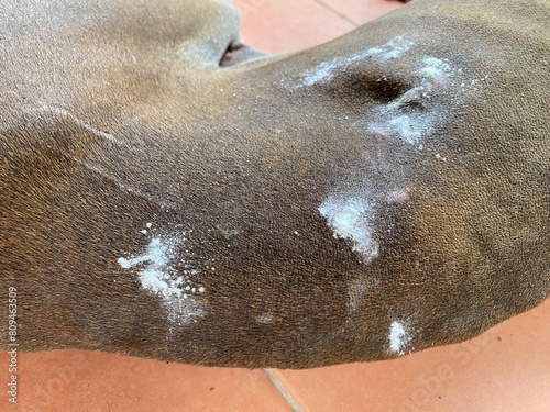 Close up of wound on skin with powder of  brown Thai Ridgeback dog