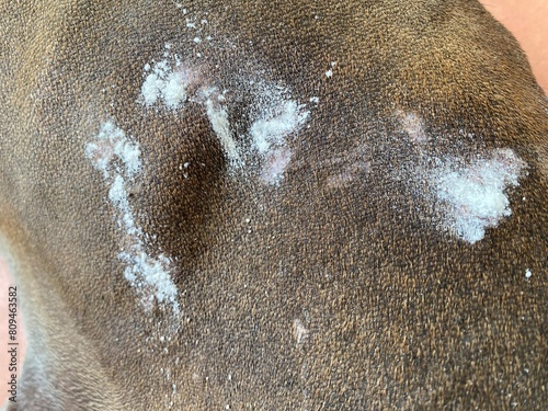 Close up of wound on skin with powder of  brown Thai Ridgeback dog