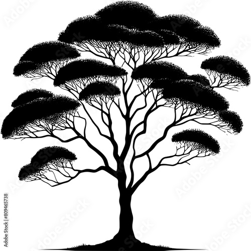 Black Booyong tree icon 15