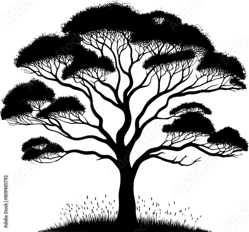 Black Booyong tree icon 6