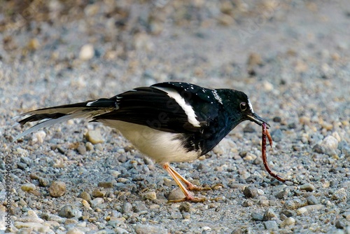 Spotted Forktail (Enicurus maculatus): Insights into Behavior, Habitat, and Conservation of an Asian Avian Species photo