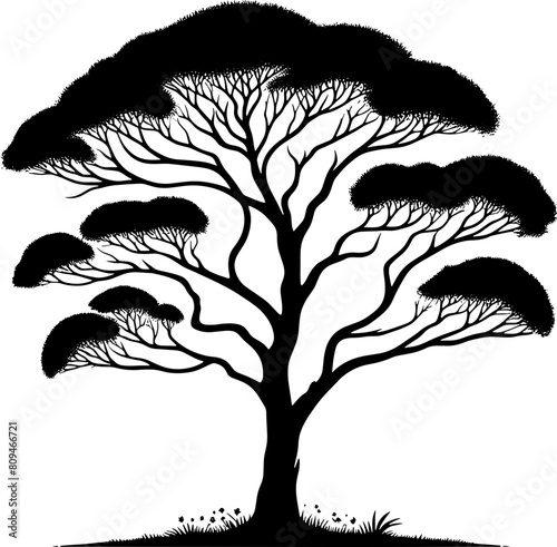 Australian Blackwood Tree icon 25