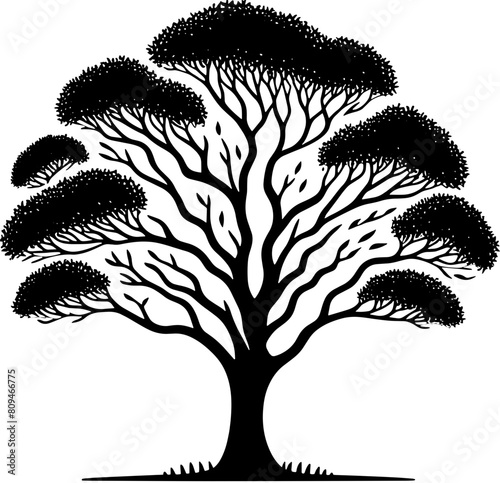Australian Blackwood Tree icon 15