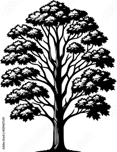 American Sycamore Tree icon 12