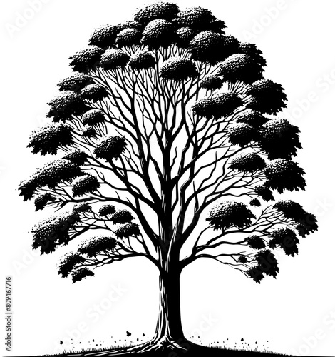 American Sycamore Tree icon 1