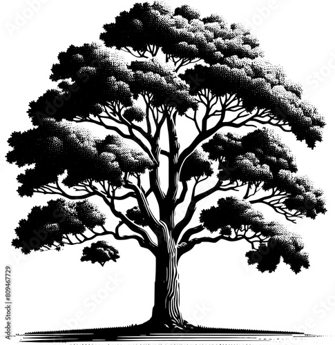 American Sycamore Tree icon 2