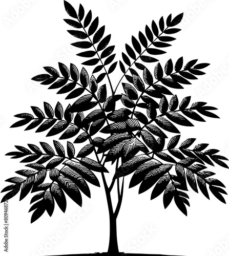 Ailanthus Tree icon 3