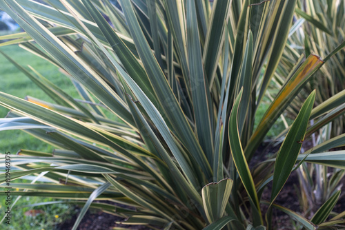 Background of grass bush with long blades, side view. Green variegated sedge for publication, poster, calendar, post, screensaver, wallpaper, postcard, banner, cover, website. High quality photo