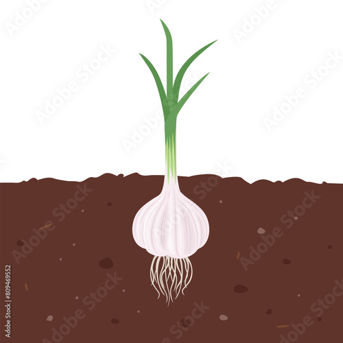 Garlic growing in soil. Vector cartoon flat illustration of garden vegetable. © Iv85