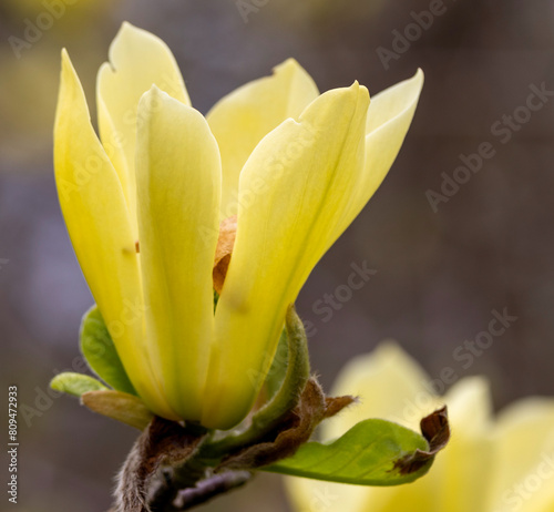 Yellow Golden Magnolia Blossom