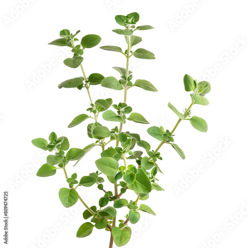 It is oregano. Oregano is a flowering plant in the mint family. It is native to the Mediterranean region and is widely used in Italian and Greek cuisine.