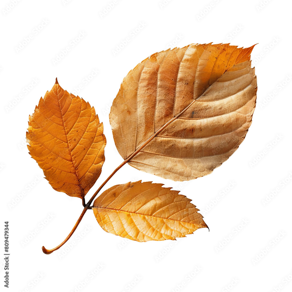 Fototapeta premium Yellow and brown leaves.