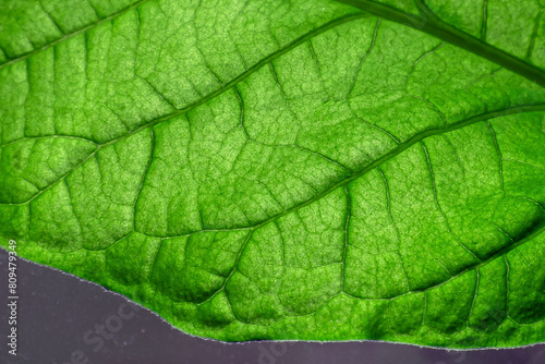 A fragment of an eggplant leaf in close-up on a spring day