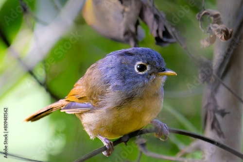 Nepal Fulvetta (Alcippe nipalensis): Insights into Behavior, Habitat, and Conservation of a Himalayan Bird Species photo