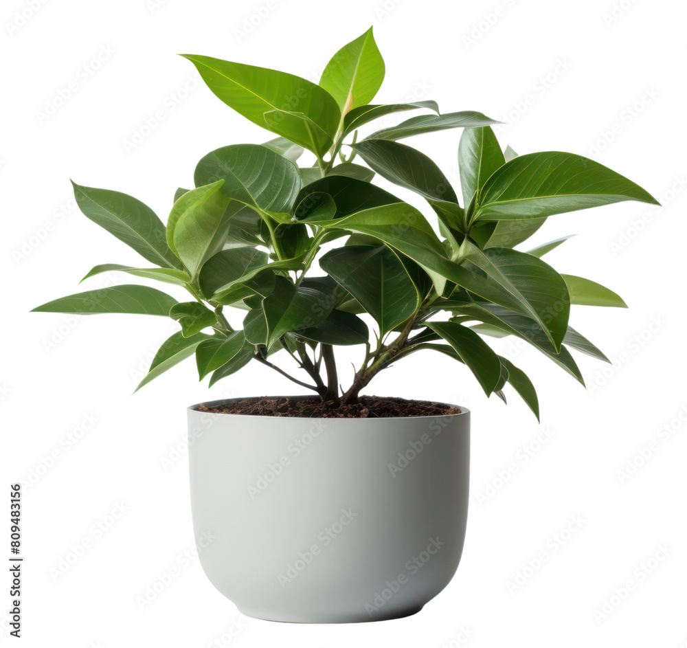 PNG Potted plant leaf white background houseplant. AI generated Image by rawpixel. PNG Potted plant leaf white background houseplant. AI generated Image by rawpixel.