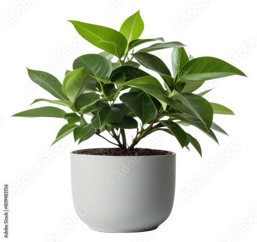 PNG Potted plant leaf white background houseplant. AI generated Image by rawpixel.