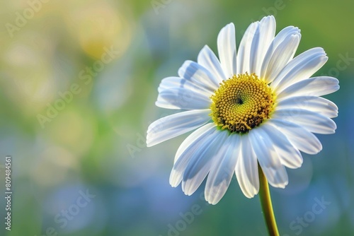 Daisy Blossom in Spring. Close-up Shot of Flower with Stems and Pistil. Capturing the Flora