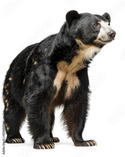 Andean Bear Standing on White Background. Spectacled Bear, Mammal Native to South America, Isolated