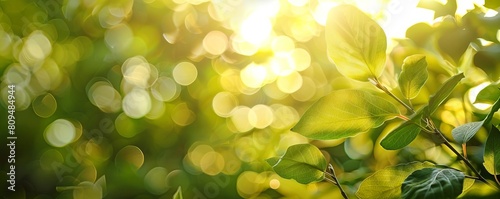 Leaves gently swaying in the breeze, sunlight creating vivid bokeh through the foliage