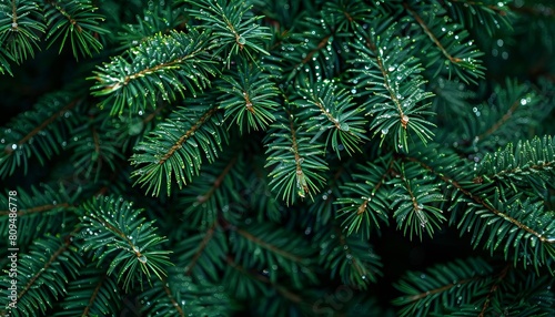 A background of dark green pine needles covered with dew  giving a serene forest ambiance