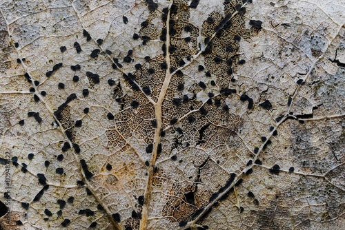A dry leaf in the forest digested by bacteria, you can see the structure of the leaf in detail, Poland