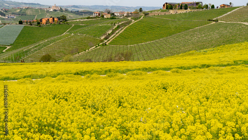Amazing landscape of the vineyards of Langhe in Piemonte in Italy during spring time. The wine route. An Unesco World Heritage. Natural contest. Rows of vineyards with yellow rapeseed fields