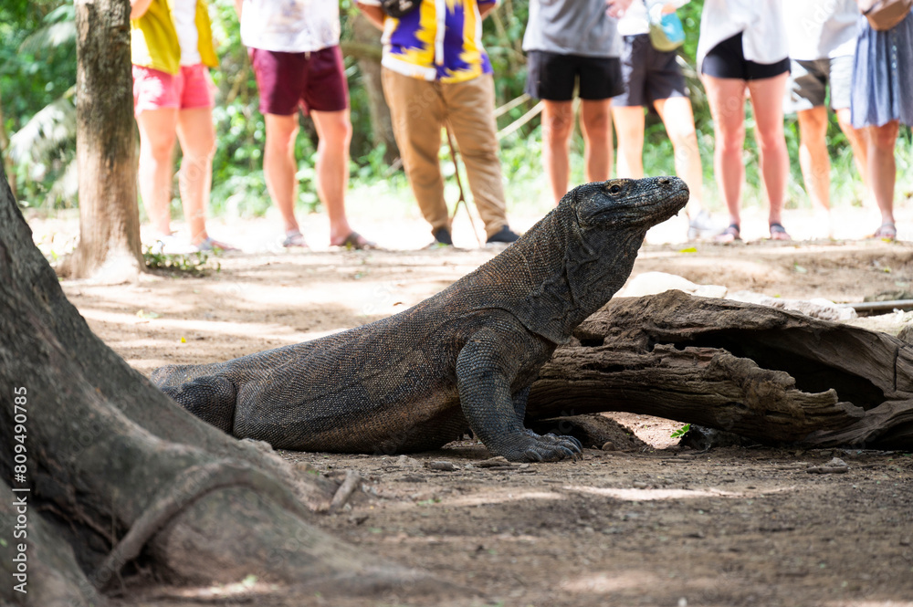 Obraz premium Komodo Dragon, a native reptile in Komodo Island National Park, Labuan Bajo, Indonesia