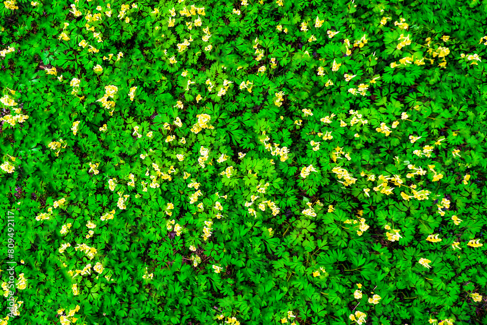 A green field with yellow flowers