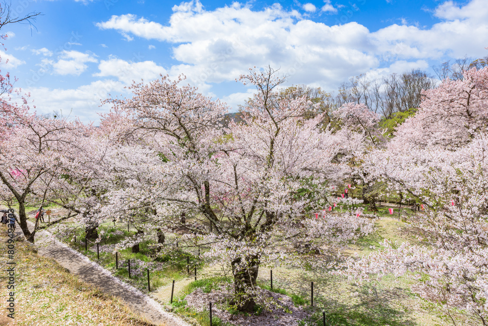 Sakura cherry blossoms in full bloom at the Komoro Castle Park Kaikoen in Nagano Prefecture, one of the Japan's Top 100 Cherry Blossom Spots Sakura cherry blossoms in full bloom at the Komoro Castle Park Kaikoen in Nagano Prefecture, one of the Japan's Top 100 Cherry Blossom Spots
