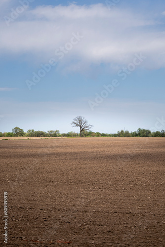 Solitary Tree in Plowed Field