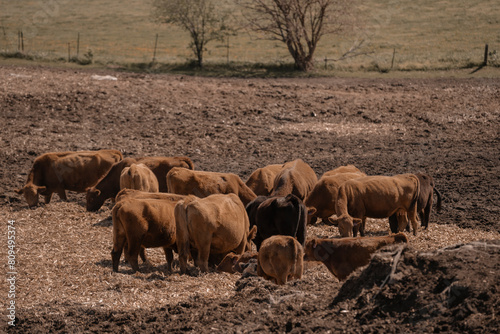 Grazing Cows in Dry Field 