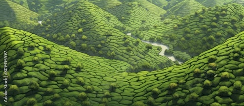 view from above of green tea fields