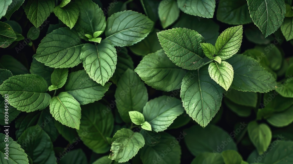 Refreshing natural background of green leaves Refreshing natural background of green leaves