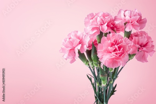 Blooming Pink Carnations Against a Soft Pastel Pink Background