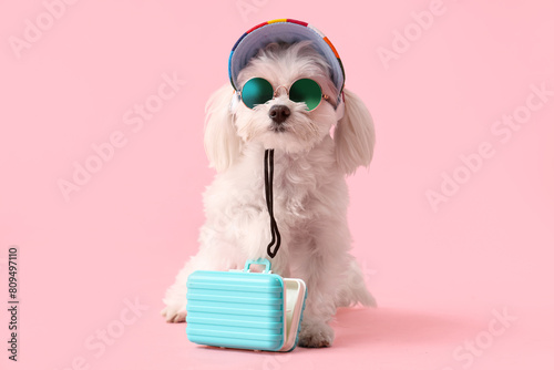 Adorable Bolognese dog in s...