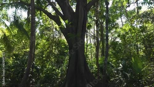 Massive roots from old tree in the Tayrona National Natural Park, Tilt up shot. Colombia photo