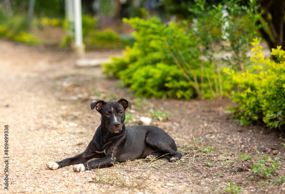 dog on a farm in nature cute pit bull dog on a farm in nature cute pit bull
