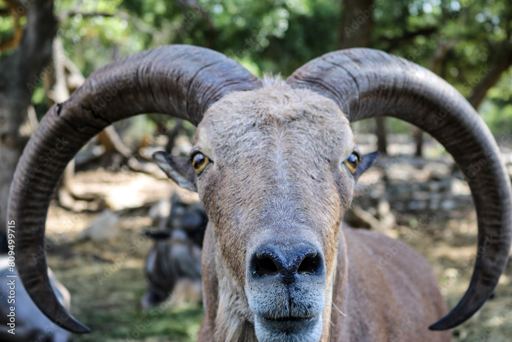 Barbary Sheep or Aoudad looking for a snack. Barbary Sheep or Aoudad looking for a snack.